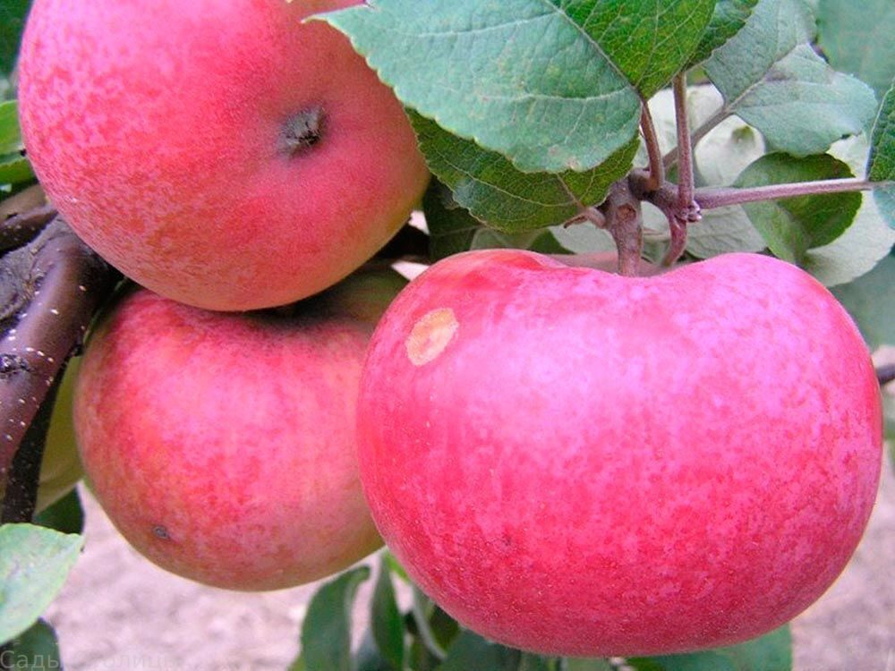 Розовые яблоки сорт. Яблоня Пинк Спаерс. Яблоня Алтайское пурпуровое. Аркад Бирюкова яблоня.